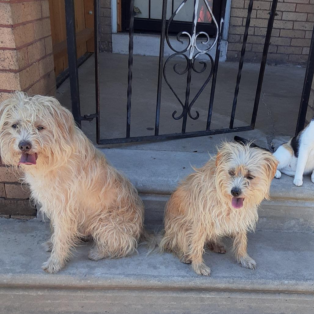 Moocha, Adoptable, Adult Female Schnauzer.