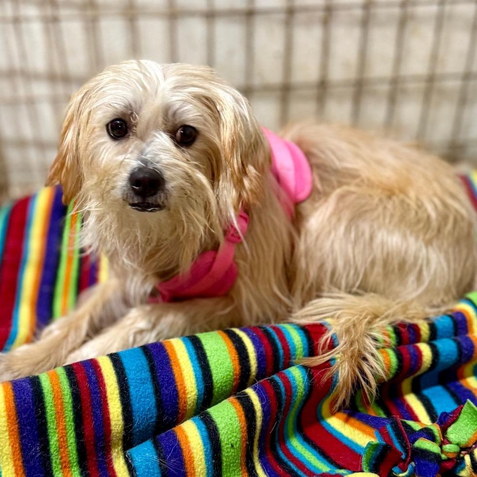 Enlarge Moocha, a Adoptable mixed breed in West Chester, PA image 3/6