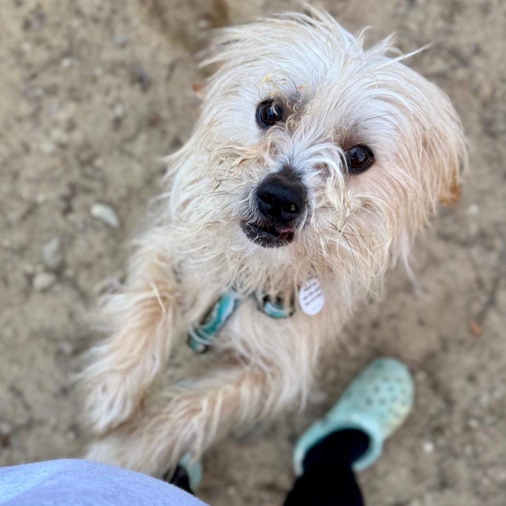 Enlarge Moocha, a Adoptable mixed breed in West Chester, PA image 4/6