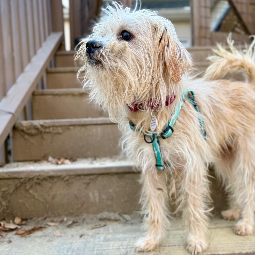 Enlarge Moocha, a Adoptable mixed breed in West Chester, PA image 5/6