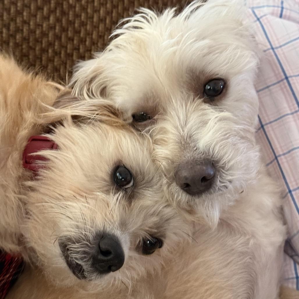 Enlarge Moocha, a Adoptable mixed breed in West Chester, PA image 6/6