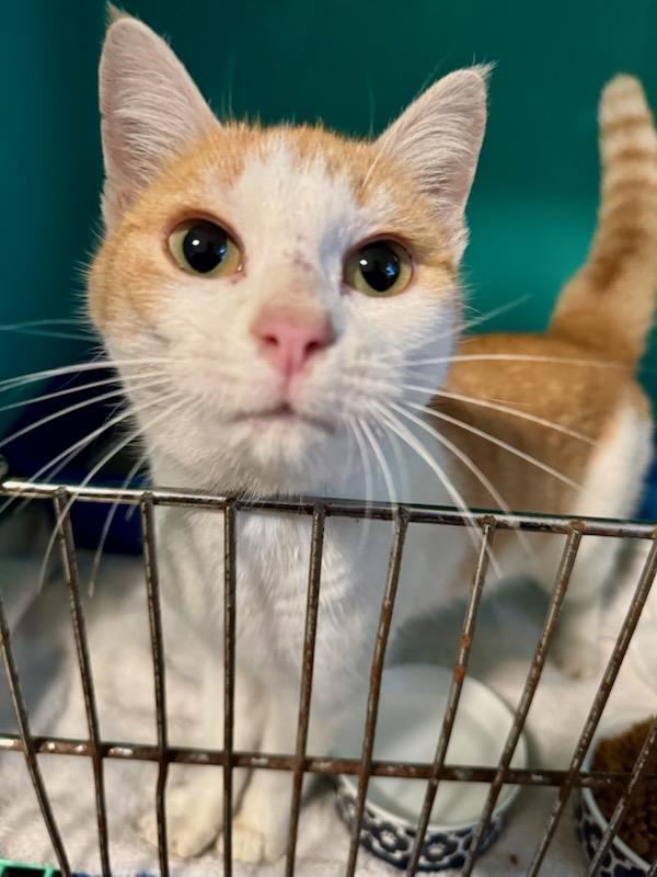 Enlarge AppleButter, a Adoptable mixed breed in Lynchburg, TN image 1/2