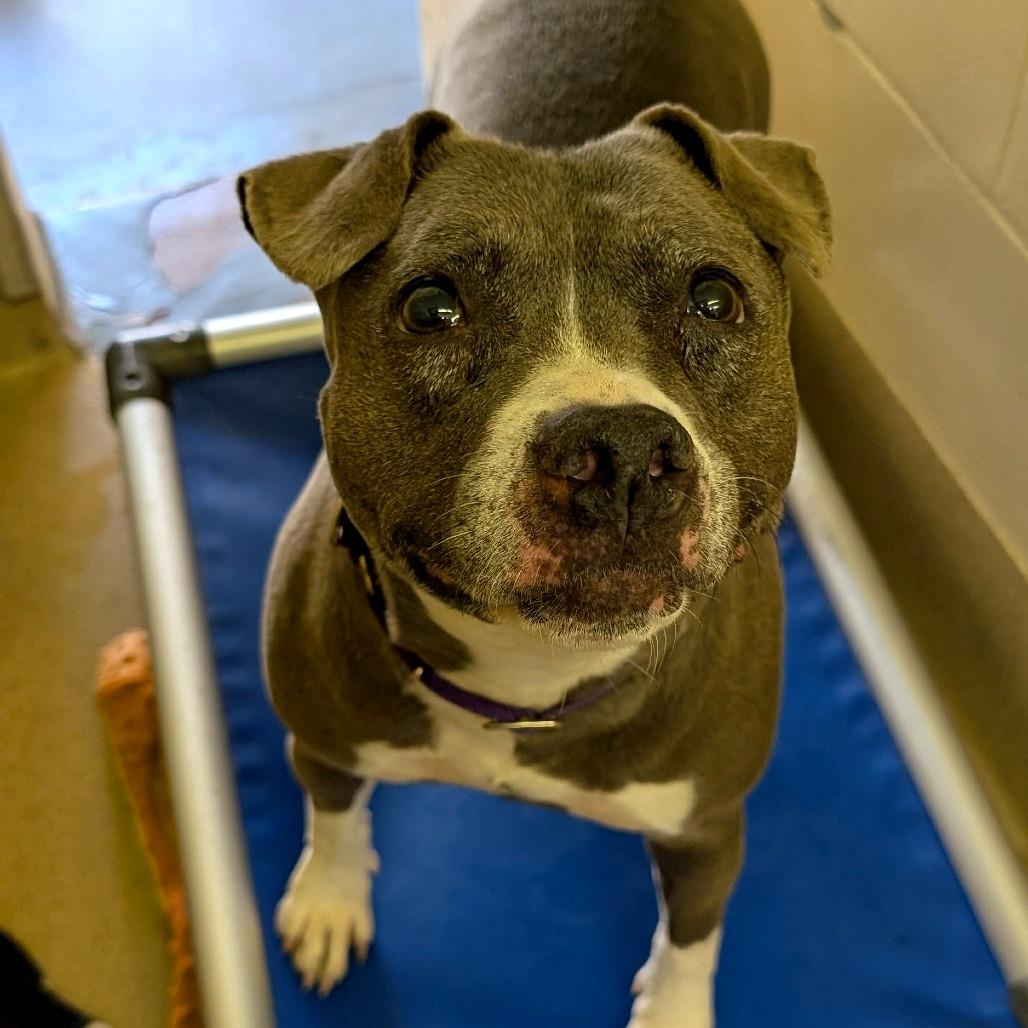 Enlarge Wednesday, a Adoptable Pit Bull Terrier in Birdsboro, PA image 3/5