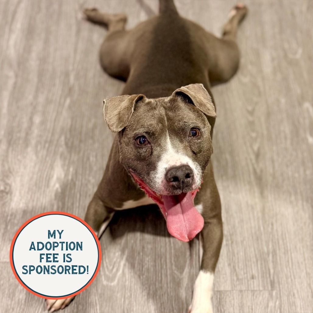 Enlarge Wednesday, a Adoptable Pit Bull Terrier in Birdsboro, PA image 4/5