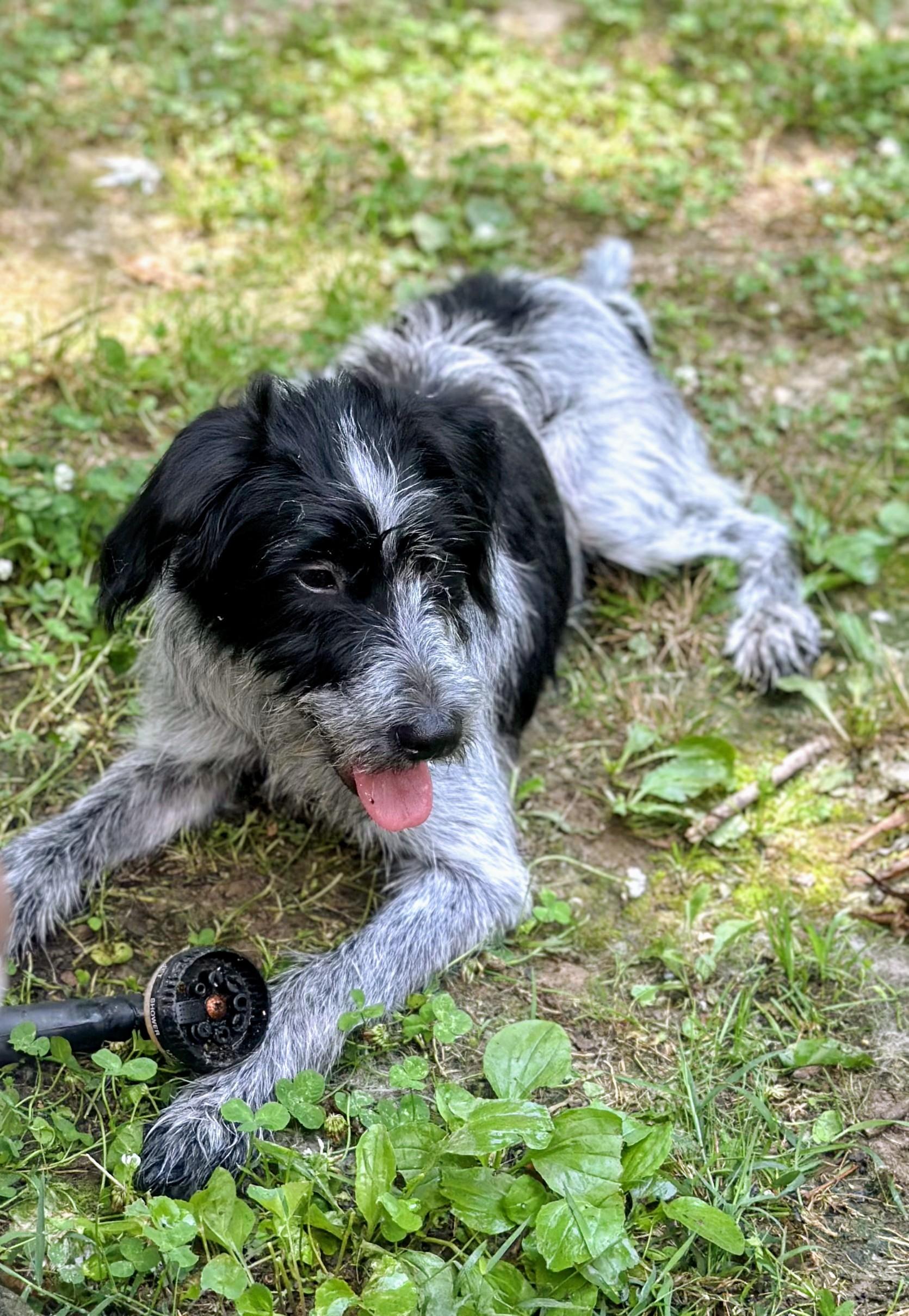 Pepper, a ADOPTABLE mixed breed in Joppa, AL image 2/3