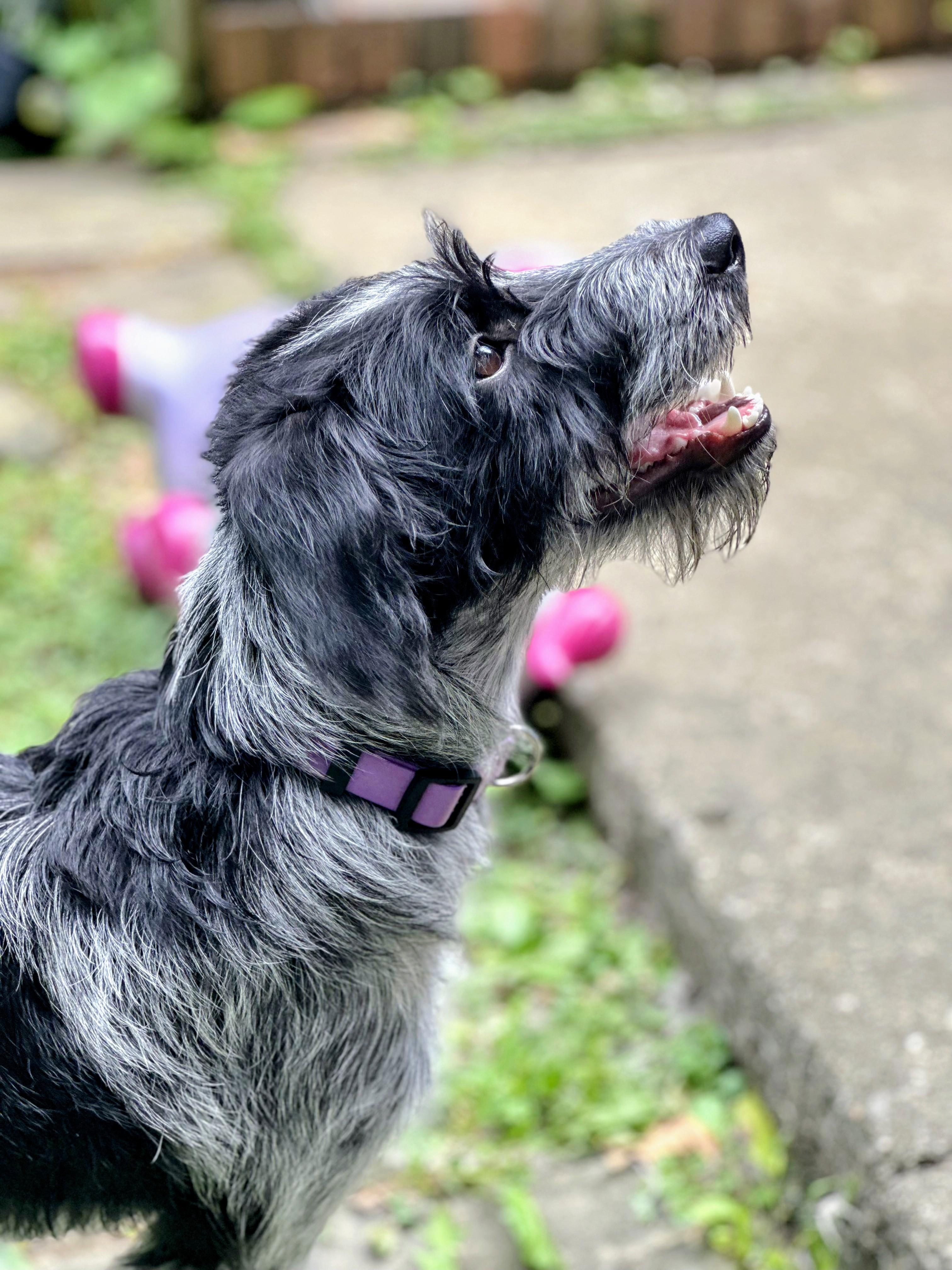 Pepper, a ADOPTABLE mixed breed in Joppa, AL image 3/3