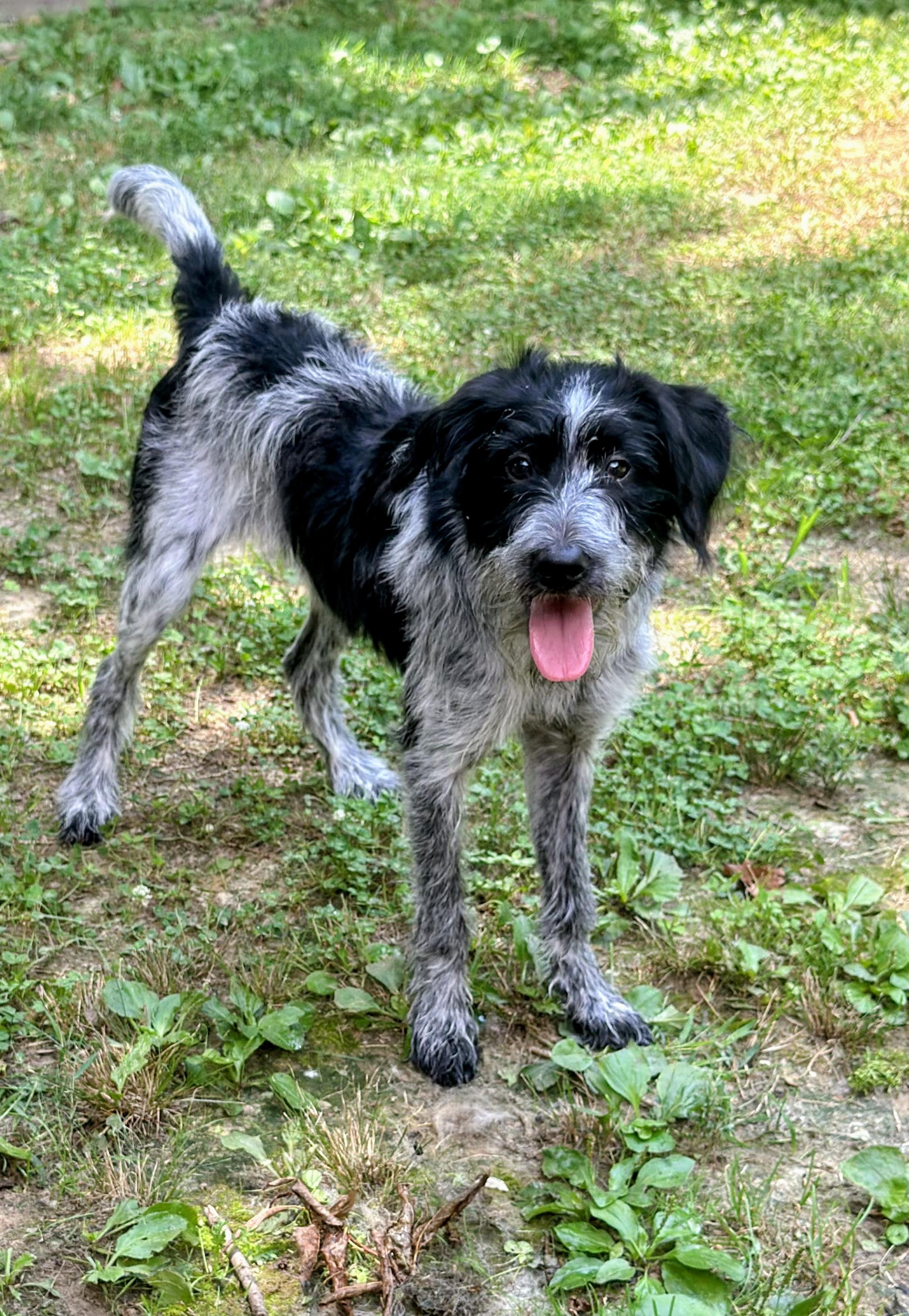 Pepper, a ADOPTABLE mixed breed in Joppa, AL image 1/3