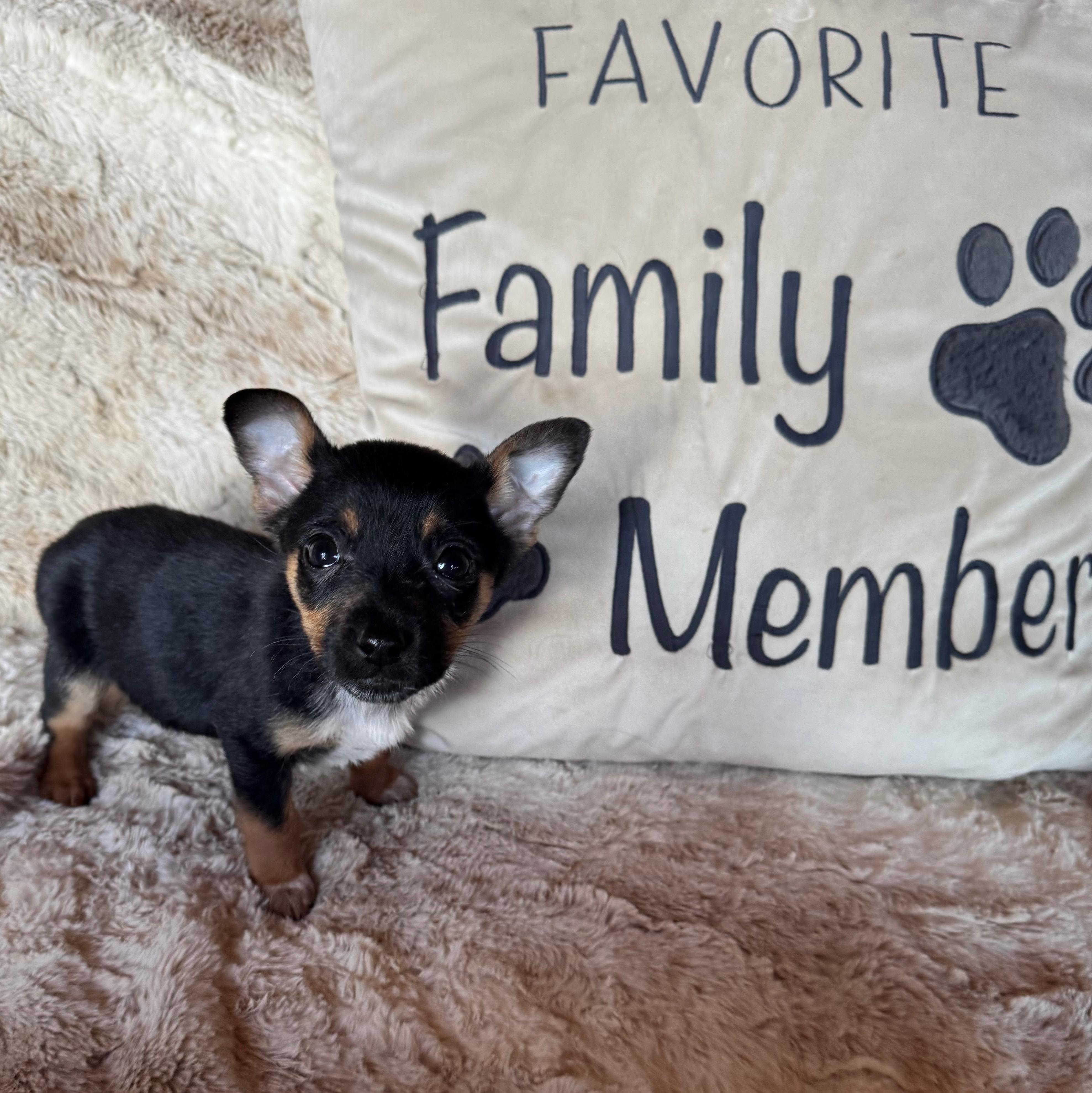 Woodly, adopted, Puppy Male Chihuahua & Australian Cattle Dog / Blue Heeler.