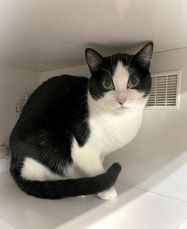 Gracie, Adoptable, Adult Female Domestic Short Hair.