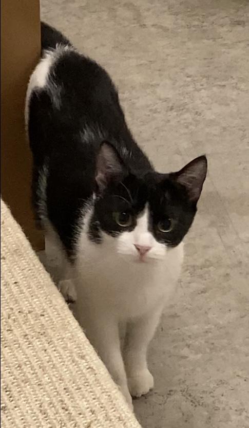 Enlarge Fern, a Adoptable Tuxedo in Huntsville, AL image 1/3