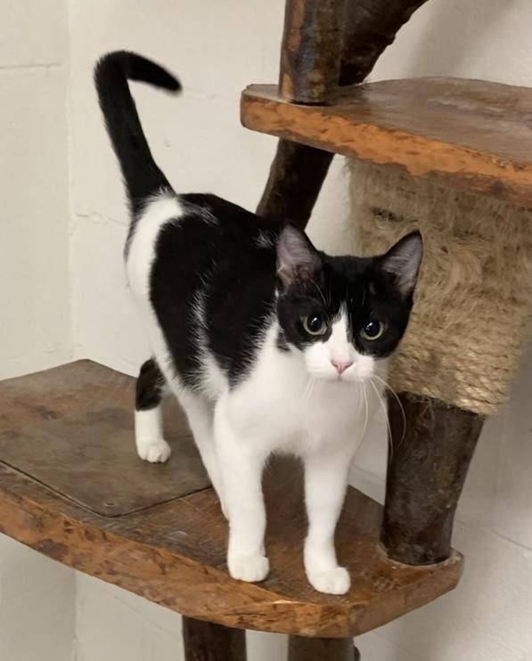 Enlarge Fern, a Adoptable Tuxedo in Huntsville, AL image 2/3