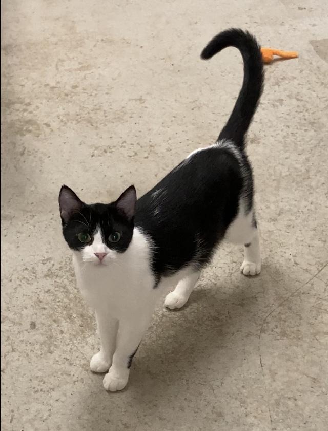 Enlarge Fern, a Adoptable Tuxedo in Huntsville, AL image 3/3