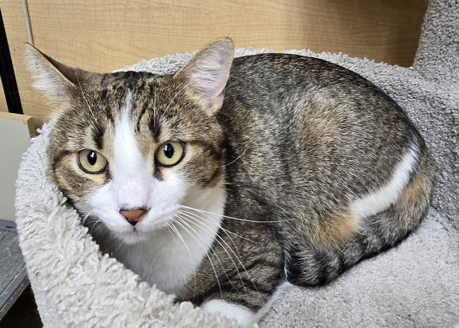 Enlarge Yogi, a Adoptable Domestic Short Hair in Keswick, ON image 1/3