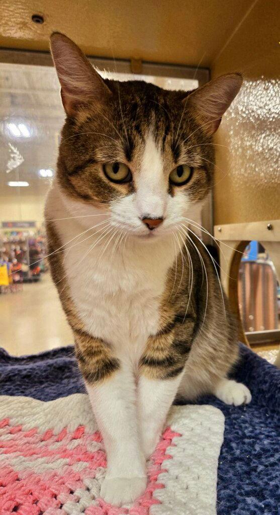 Enlarge Yogi, a Adoptable Domestic Short Hair in Keswick, ON image 3/3