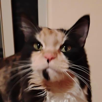 Enlarge F-Athena/Koi, a Adoptable Domestic Long Hair in Arizona City, AZ image 1/2