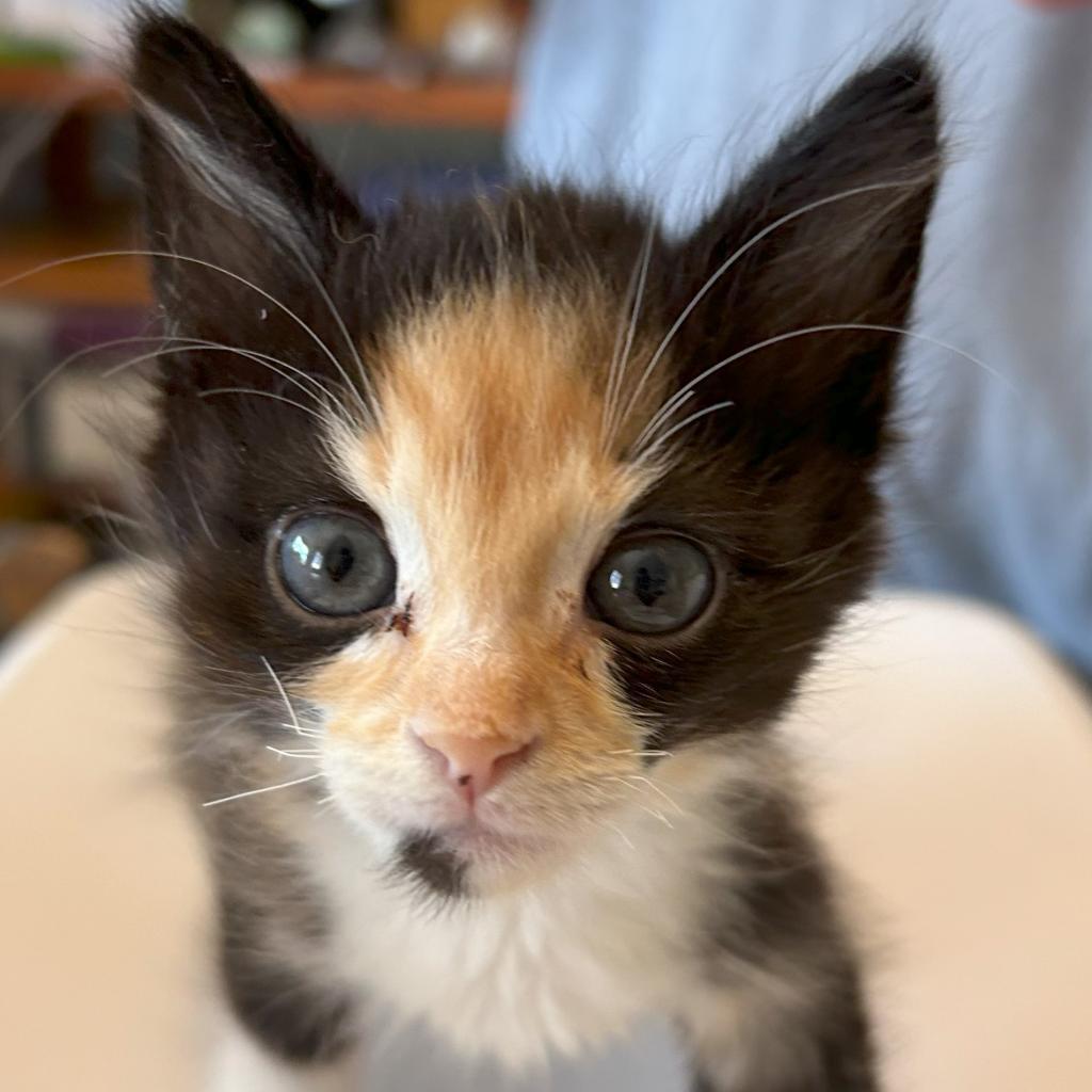 Enlarge F-Athena/Koi, a Adoptable Domestic Long Hair in Arizona City, AZ image 2/2