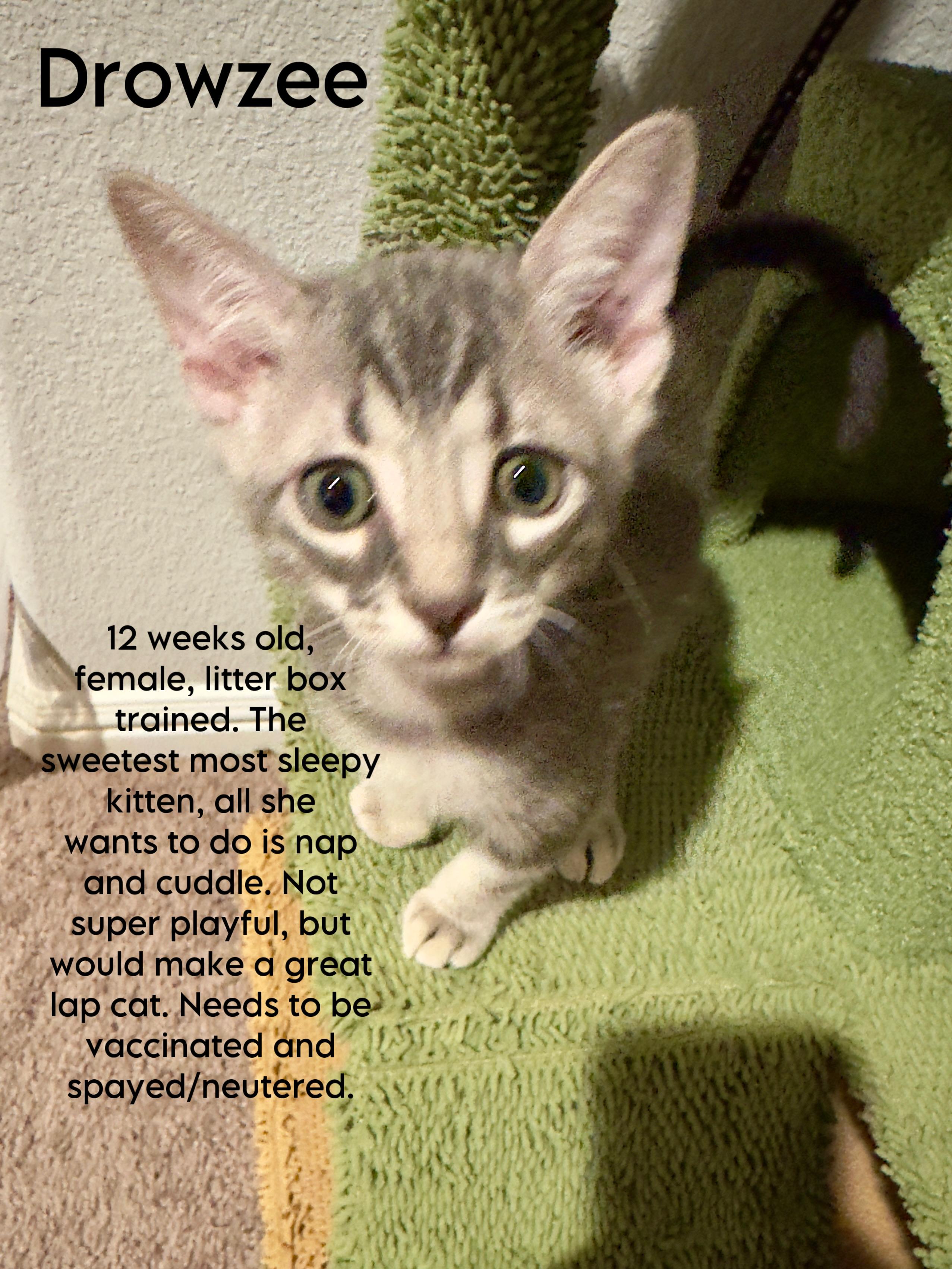 Enlarge Drowzee **COURTESY LISTING** CONTACT OWNER DIRECTLY**, a Adoptable Domestic Short Hair in Frisco, TX image 1/1