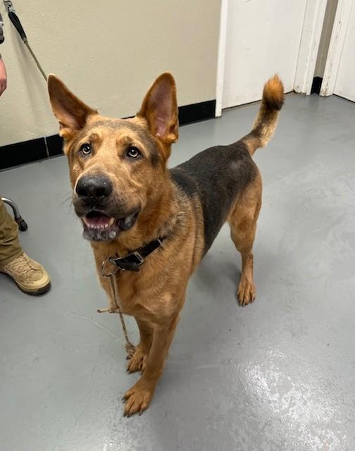 Enlarge Sebastian, a ADOPTABLE German Shepherd Dog in Phoenix, OR image 2/4