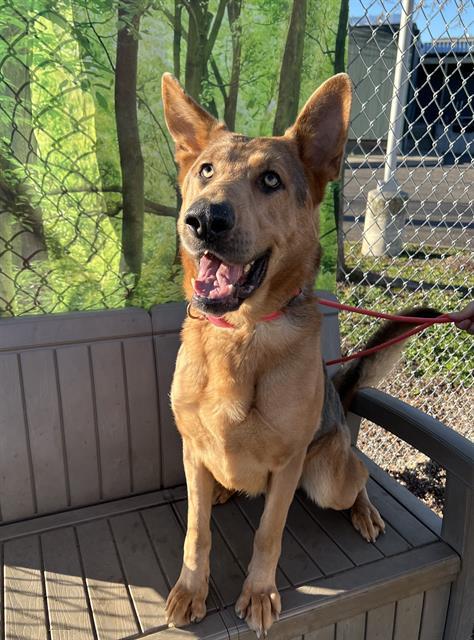 Enlarge Sebastian, a ADOPTABLE German Shepherd Dog in Phoenix, OR image 1/4