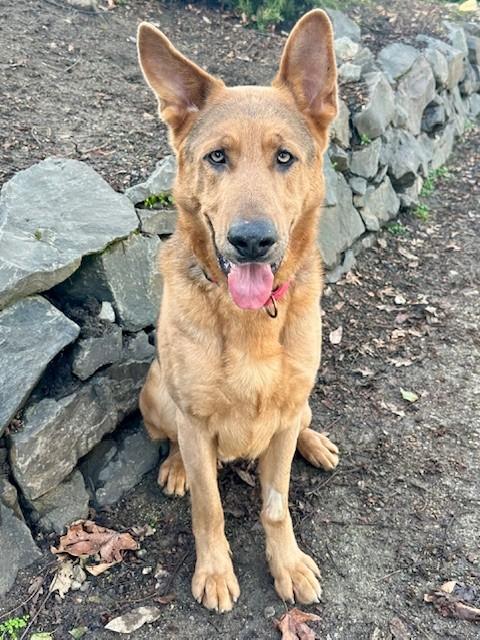 Enlarge Sebastian, a ADOPTABLE German Shepherd Dog in Phoenix, OR image 4/4