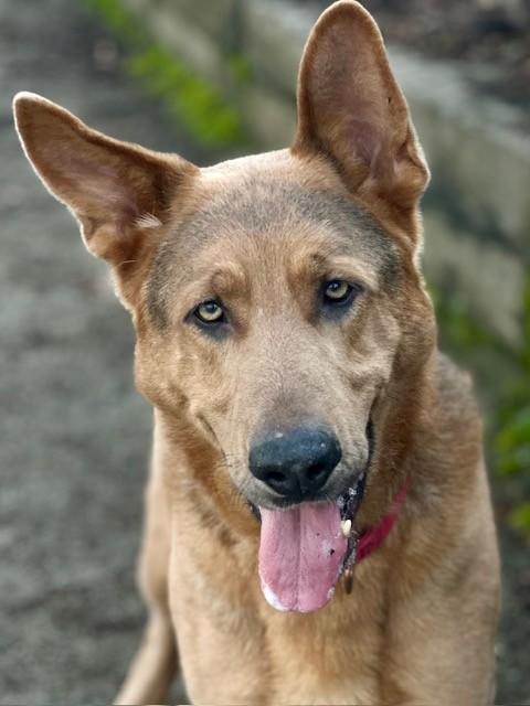 Enlarge Sebastian, a ADOPTABLE German Shepherd Dog in Phoenix, OR image 3/4