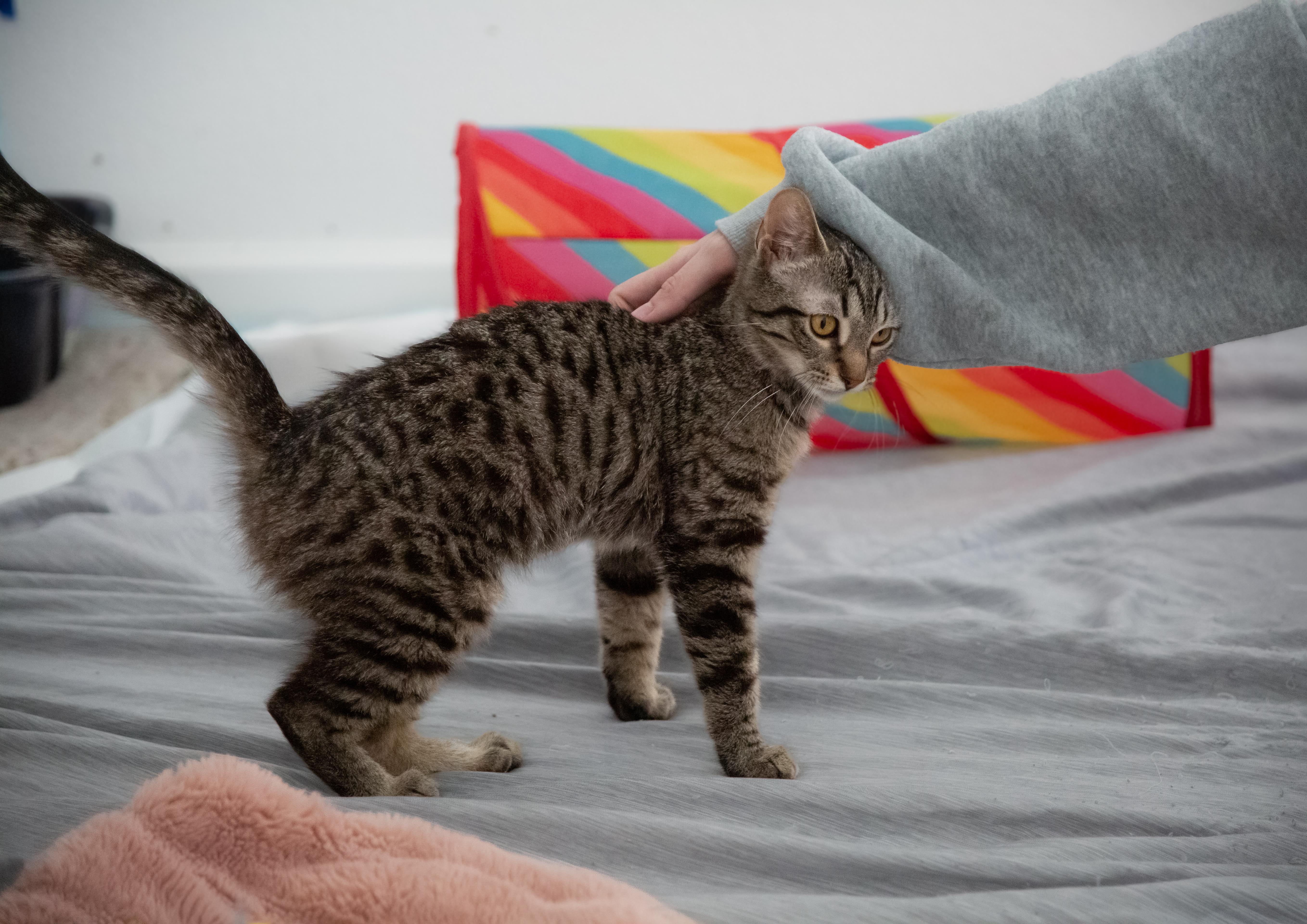 Enlarge Strozzi, a ADOPTABLE Tabby in Fort Collins, CO image 2/4