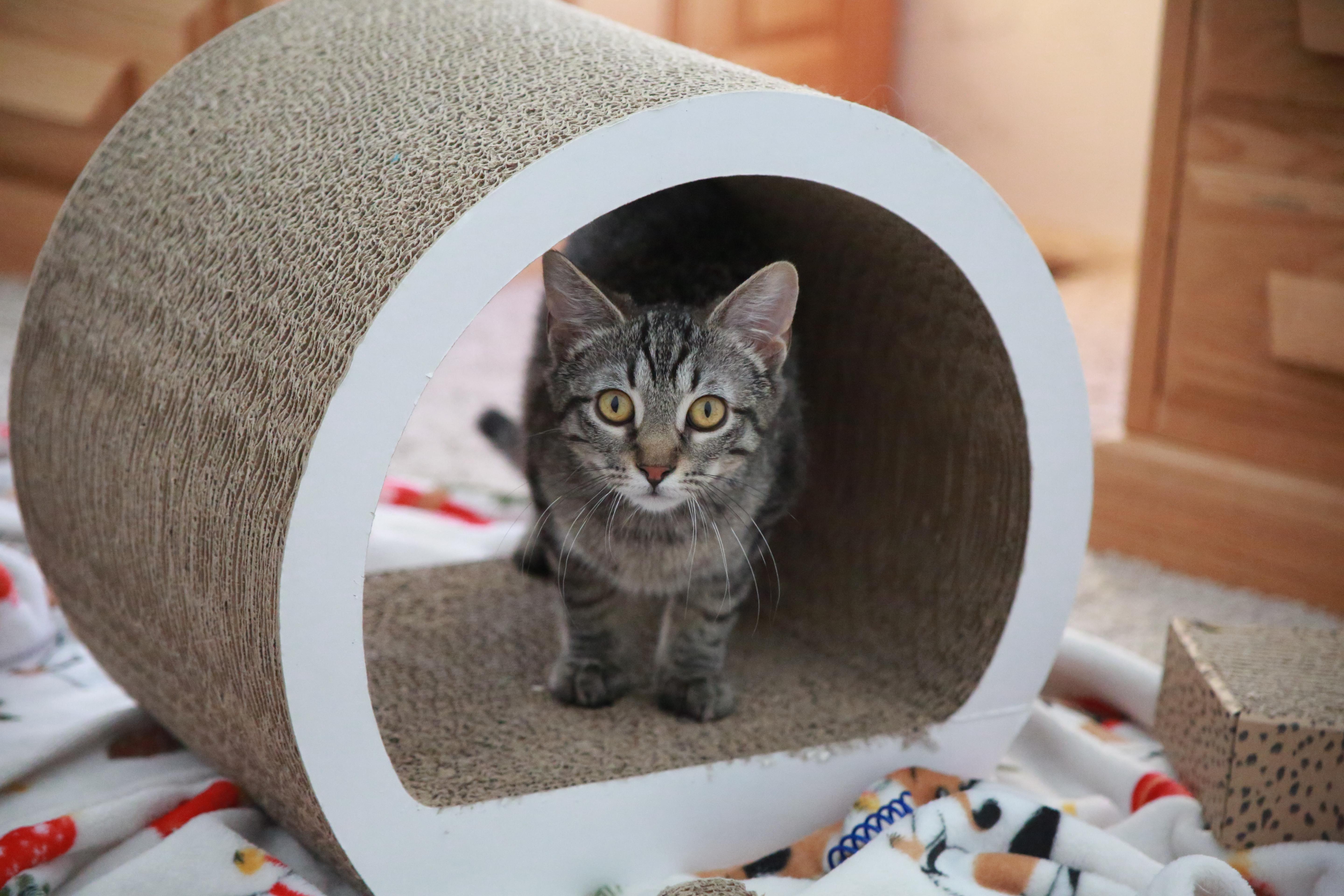 Enlarge Strozzi, a ADOPTABLE Tabby in Fort Collins, CO image 4/4