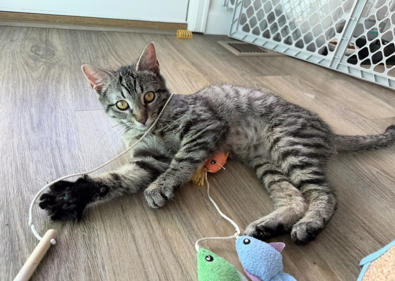 Strozzi, ADOPTABLE, Kitten Female Tabby.