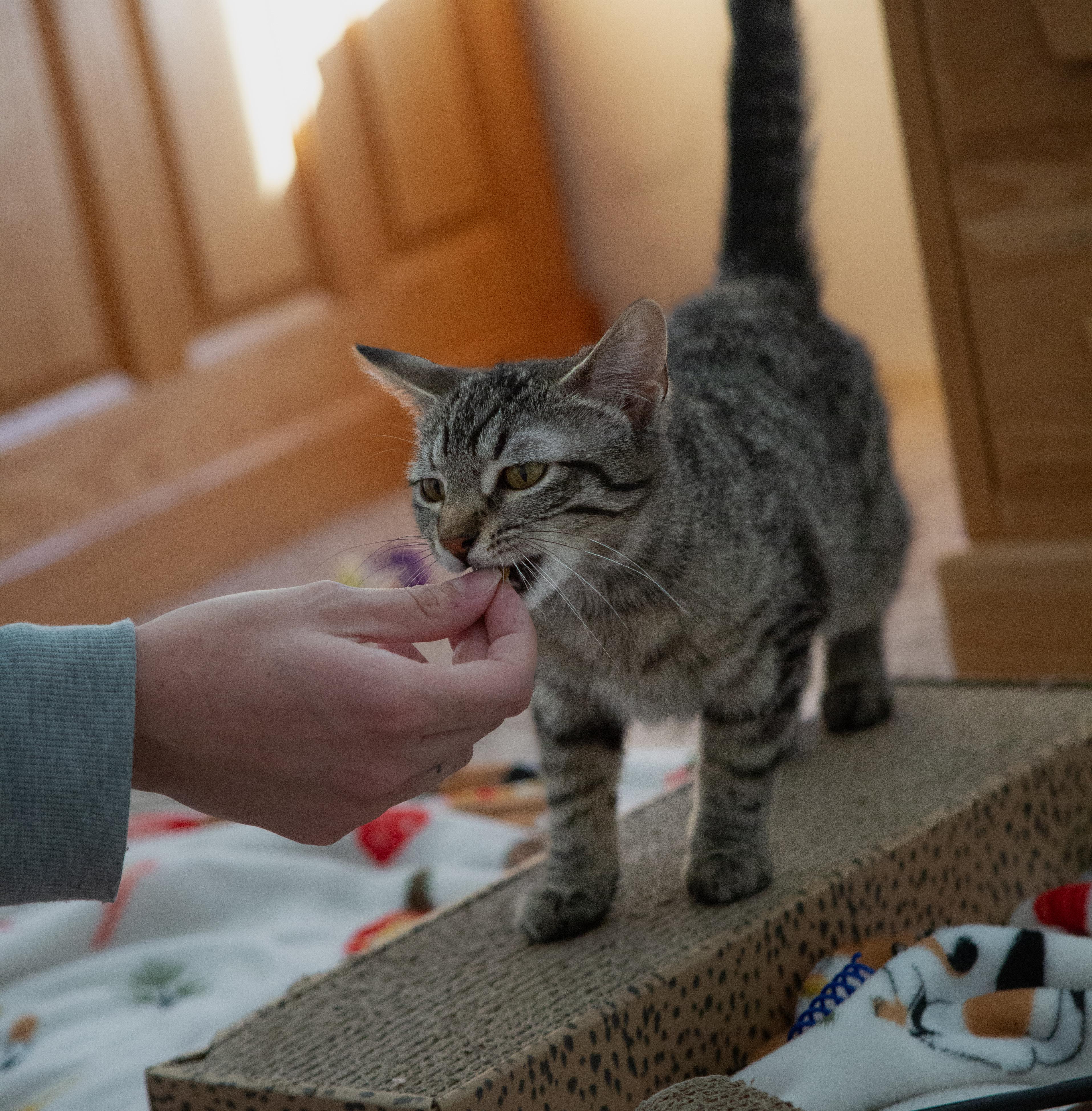 Enlarge Strozzi, a ADOPTABLE Tabby in Fort Collins, CO image 3/4