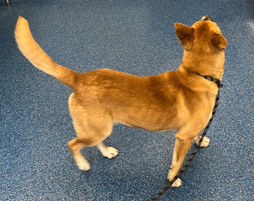26-078 Argo, Adoptable, Young Male Shepherd.