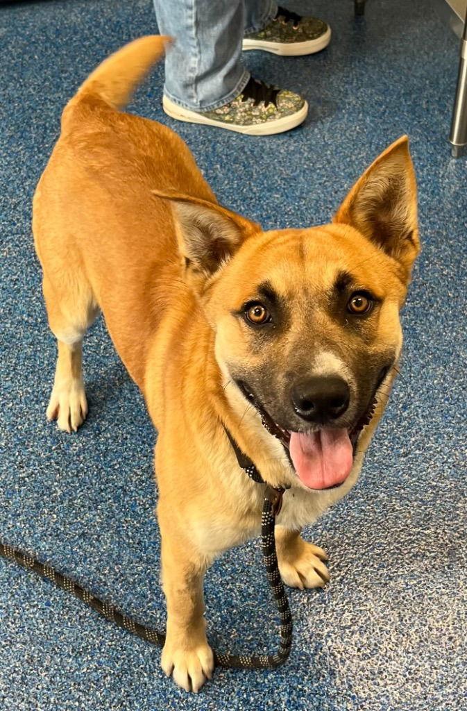 26-078 Argo, Adoptable, Young Male Shepherd.