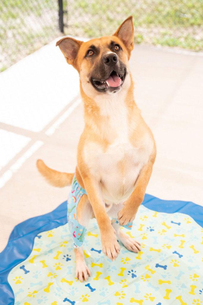 Enlarge 26-078 Argo, a Adoptable Shepherd in Tarboro, NC image 2/3