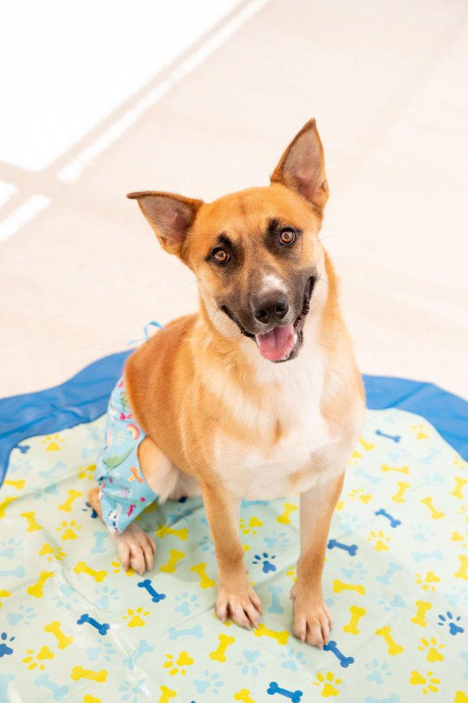 Enlarge 26-078 Argo, a Adoptable Shepherd in Tarboro, NC image 3/3
