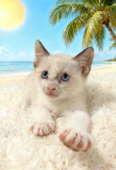 Aladdin, Adoptable, Kitten Male Domestic Short Hair & Siamese.
