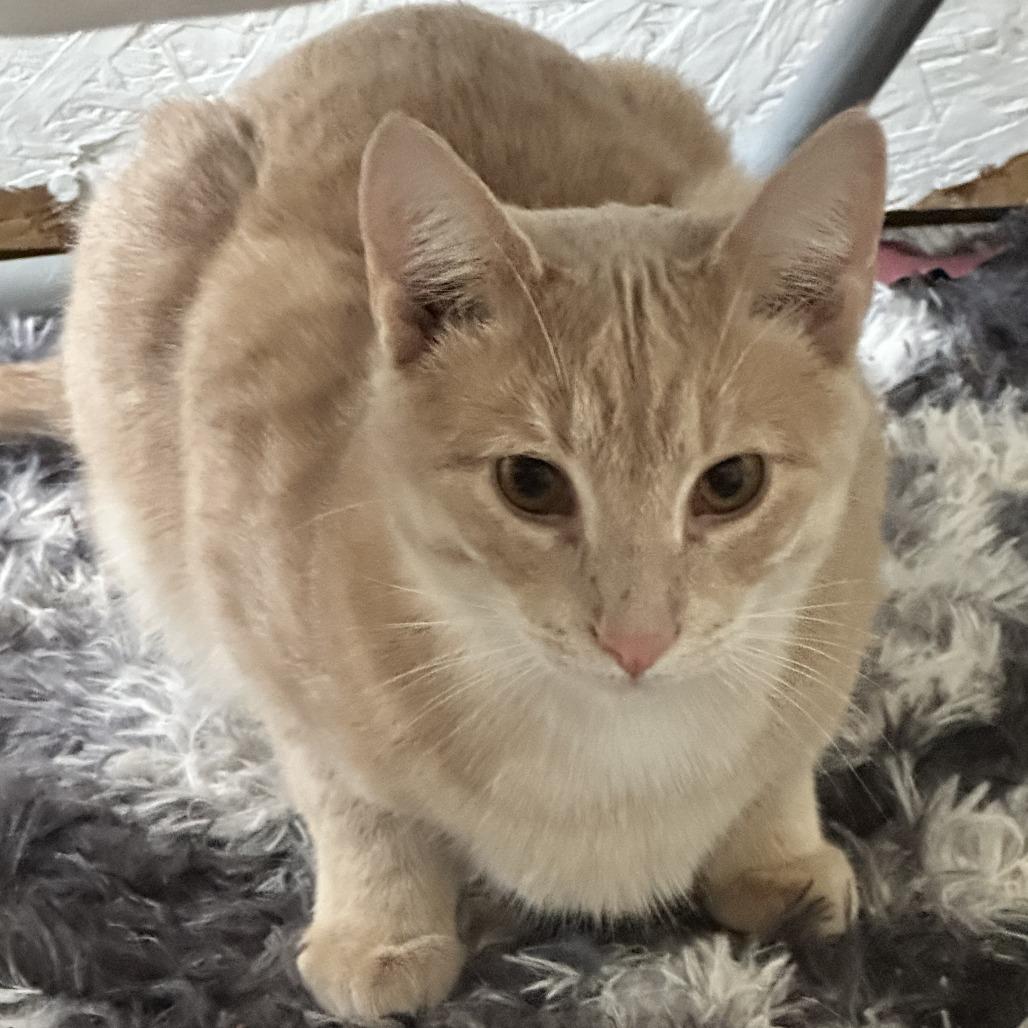 Enlarge Catalope, a Adoptable Domestic Short Hair in Baldwin, WI image 1/2