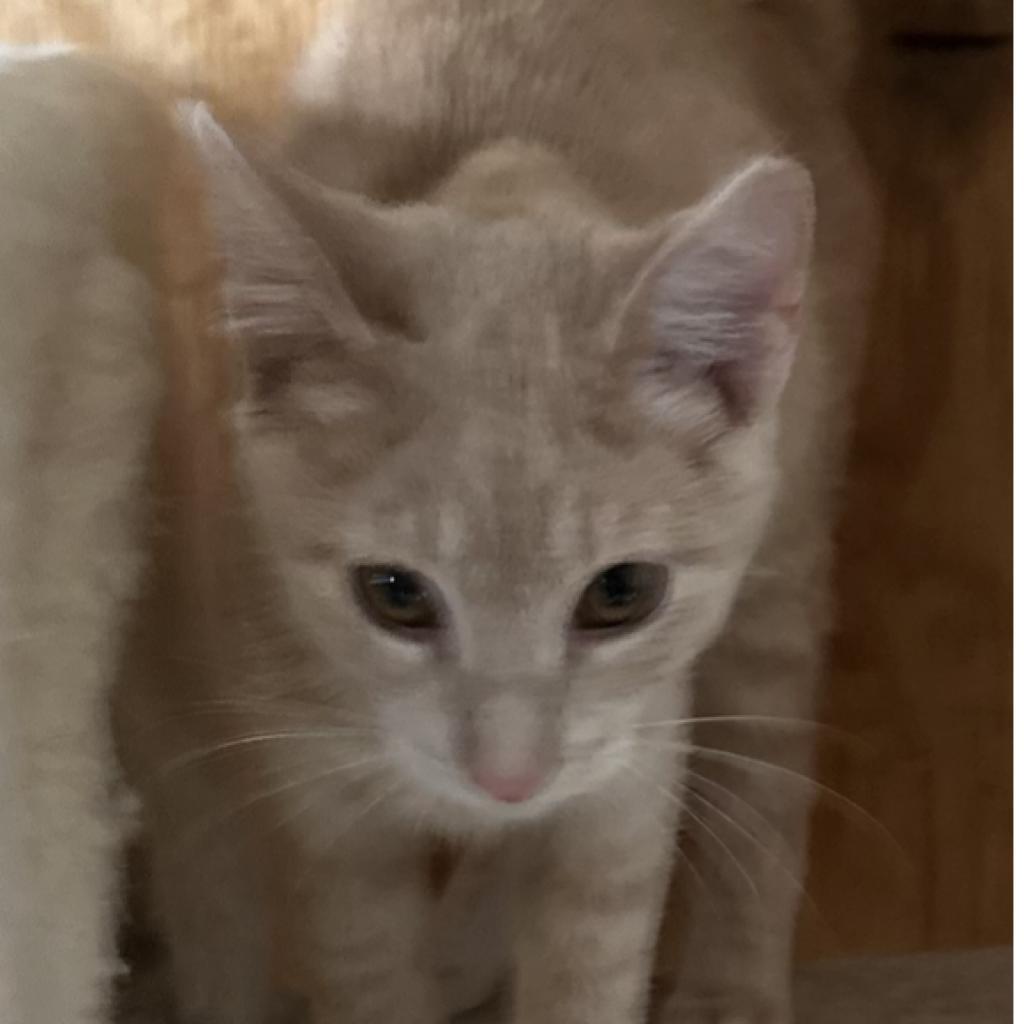 Enlarge Catalope, a Adoptable Domestic Short Hair in Baldwin, WI image 2/2