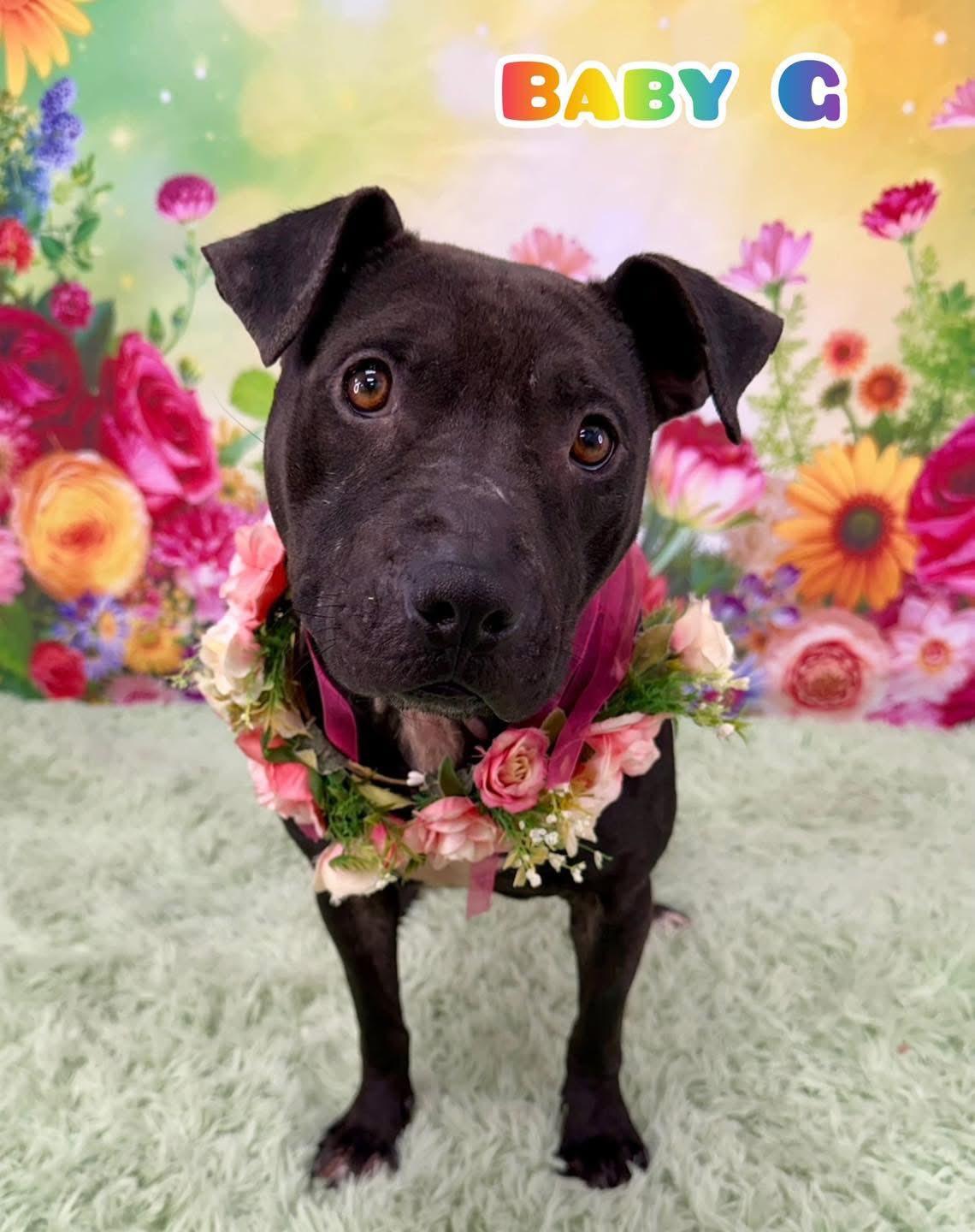 Enlarge Baby G, a ADOPTABLE Mixed Breed in Flint, MI image 1/1