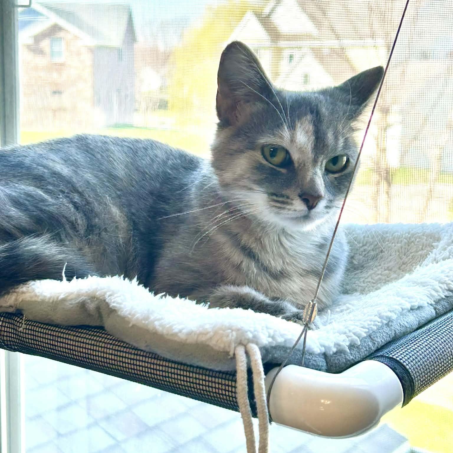 Enlarge June Bug, a Adoptable mixed breed in Kentwood, MI image 4/6