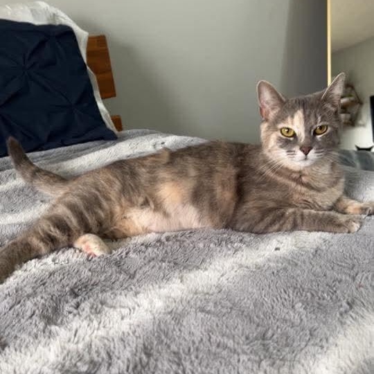 Enlarge June Bug, a Adoptable mixed breed in Kentwood, MI image 1/6