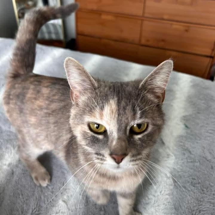 Enlarge June Bug, a Adoptable mixed breed in Kentwood, MI image 2/6