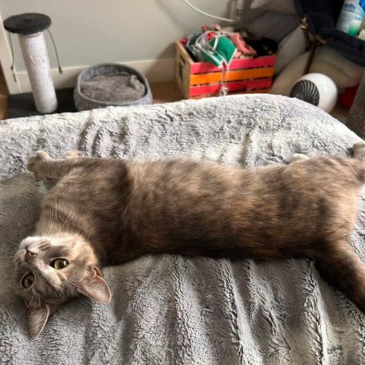 Enlarge June Bug, a Adoptable mixed breed in Kentwood, MI image 3/6