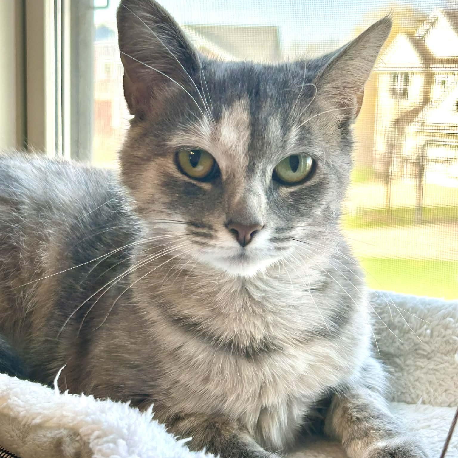 Enlarge June Bug, a Adoptable mixed breed in Kentwood, MI image 5/6