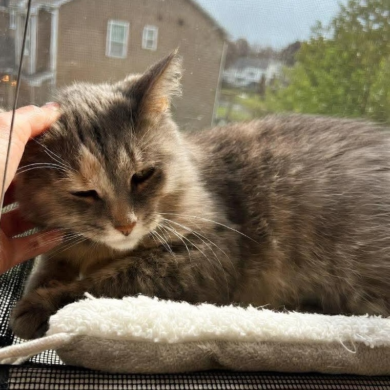 Enlarge June Bug, a Adoptable mixed breed in Kentwood, MI image 6/6