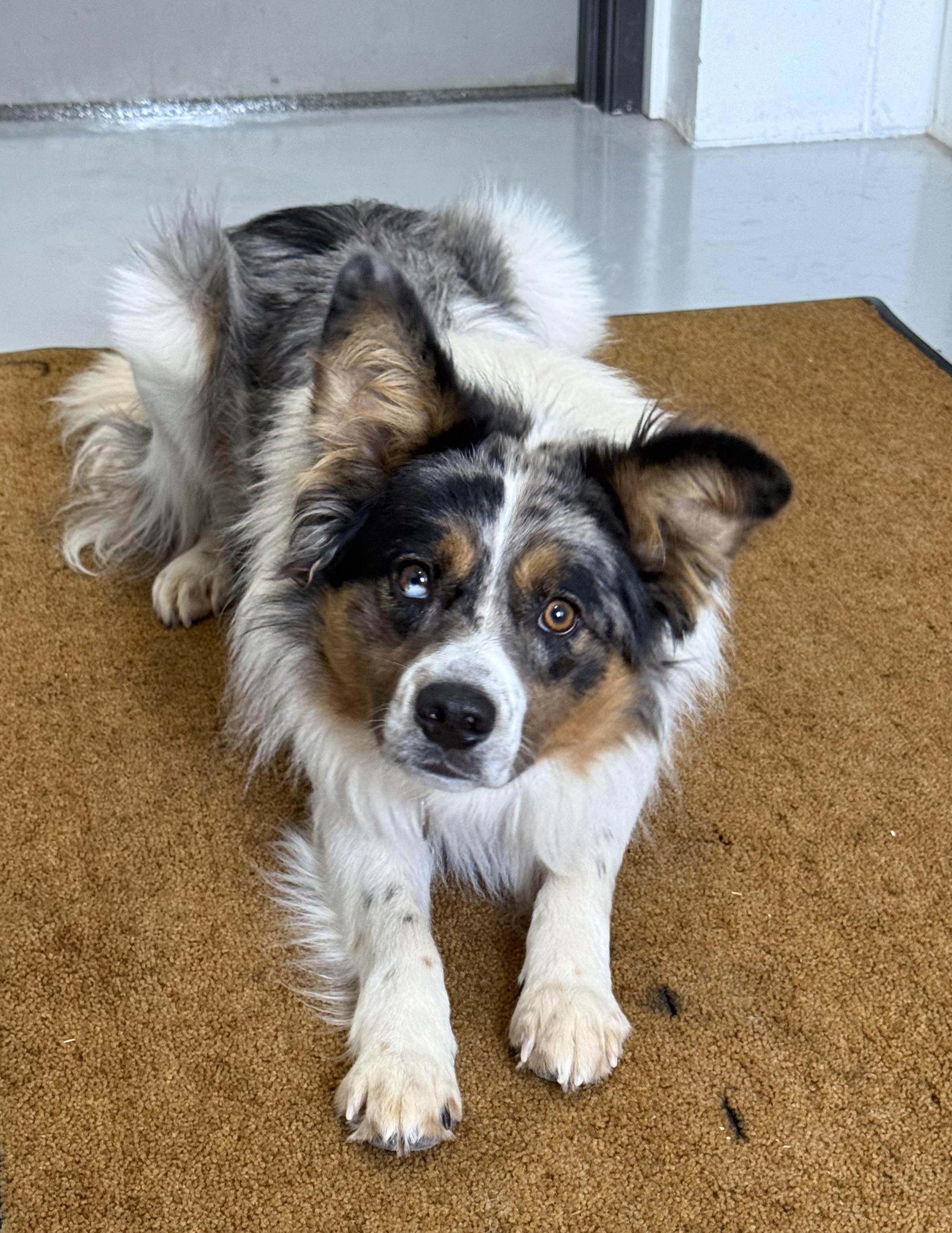 Enlarge Obie, a Adoptable Australian Shepherd in Sault Sainte Marie, MI image 2/2