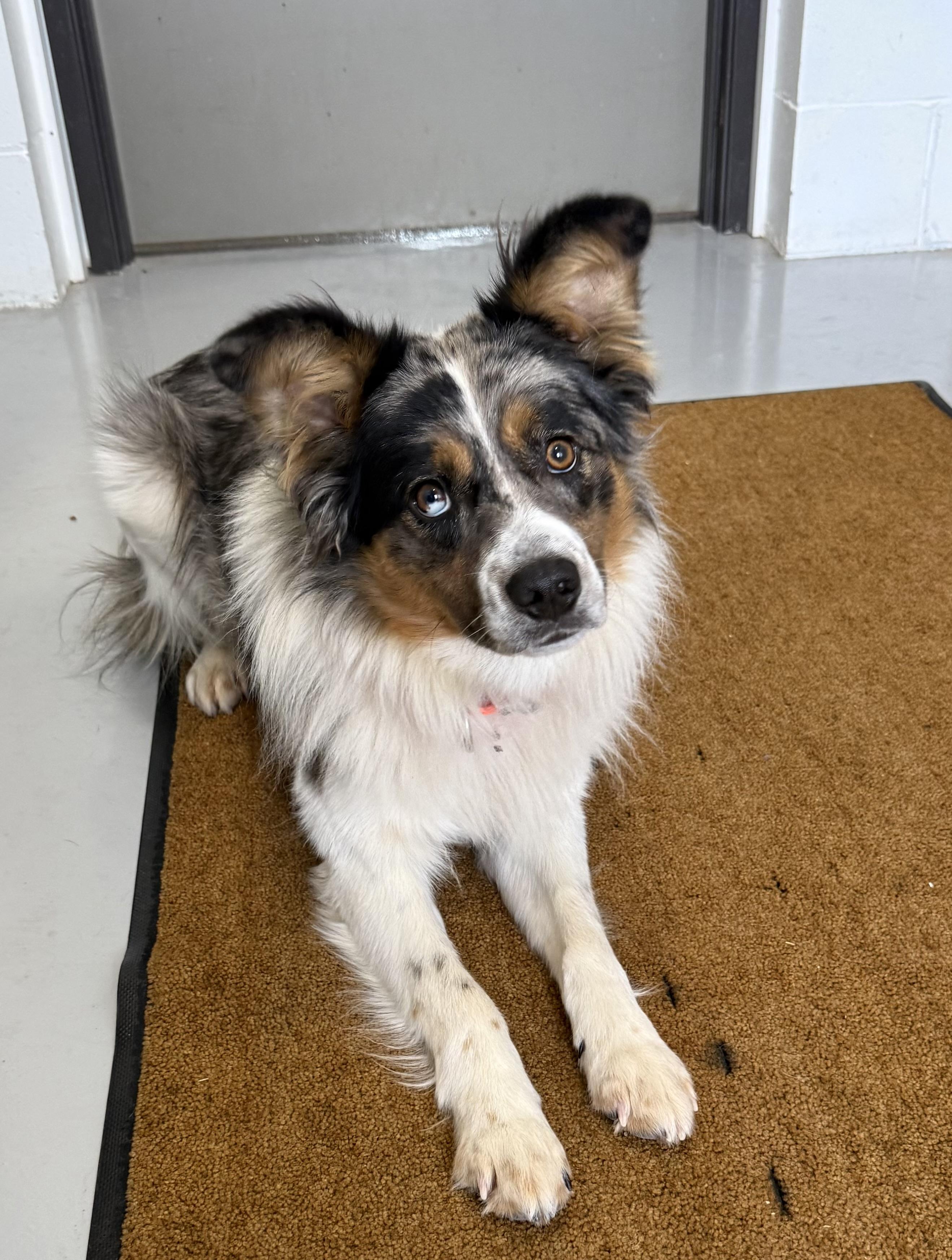 Enlarge Obie, a Adoptable Australian Shepherd in Sault Sainte Marie, MI image 1/2