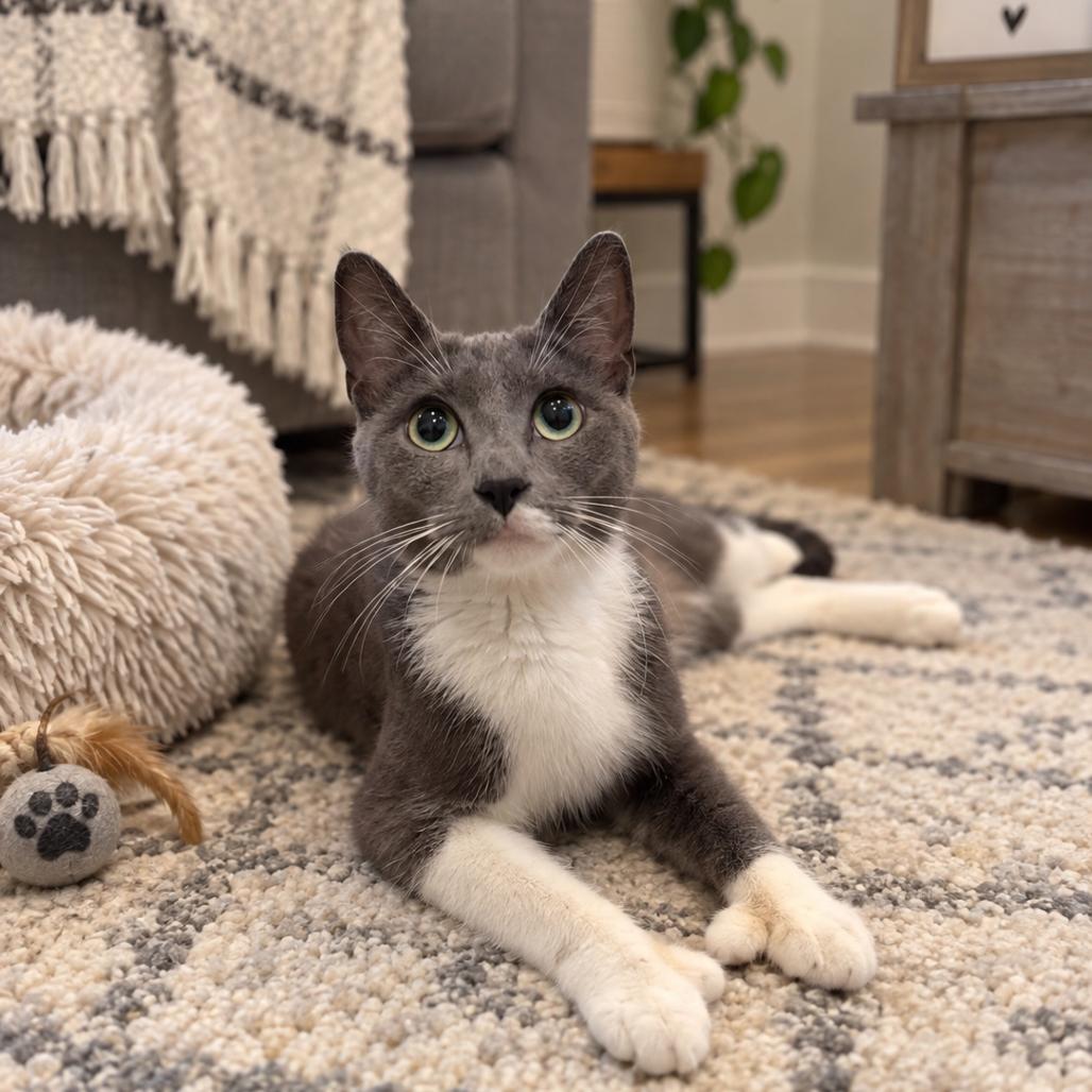 Enlarge Momma Muffin, a Adoptable mixed breed in Medford, NJ image 1/2