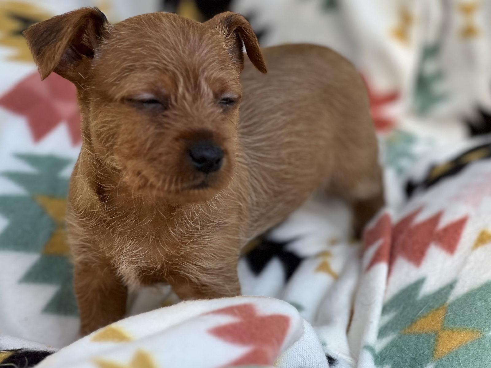 Pudding, Adopted, Puppy Female Dachshund & Miniature Pinscher.