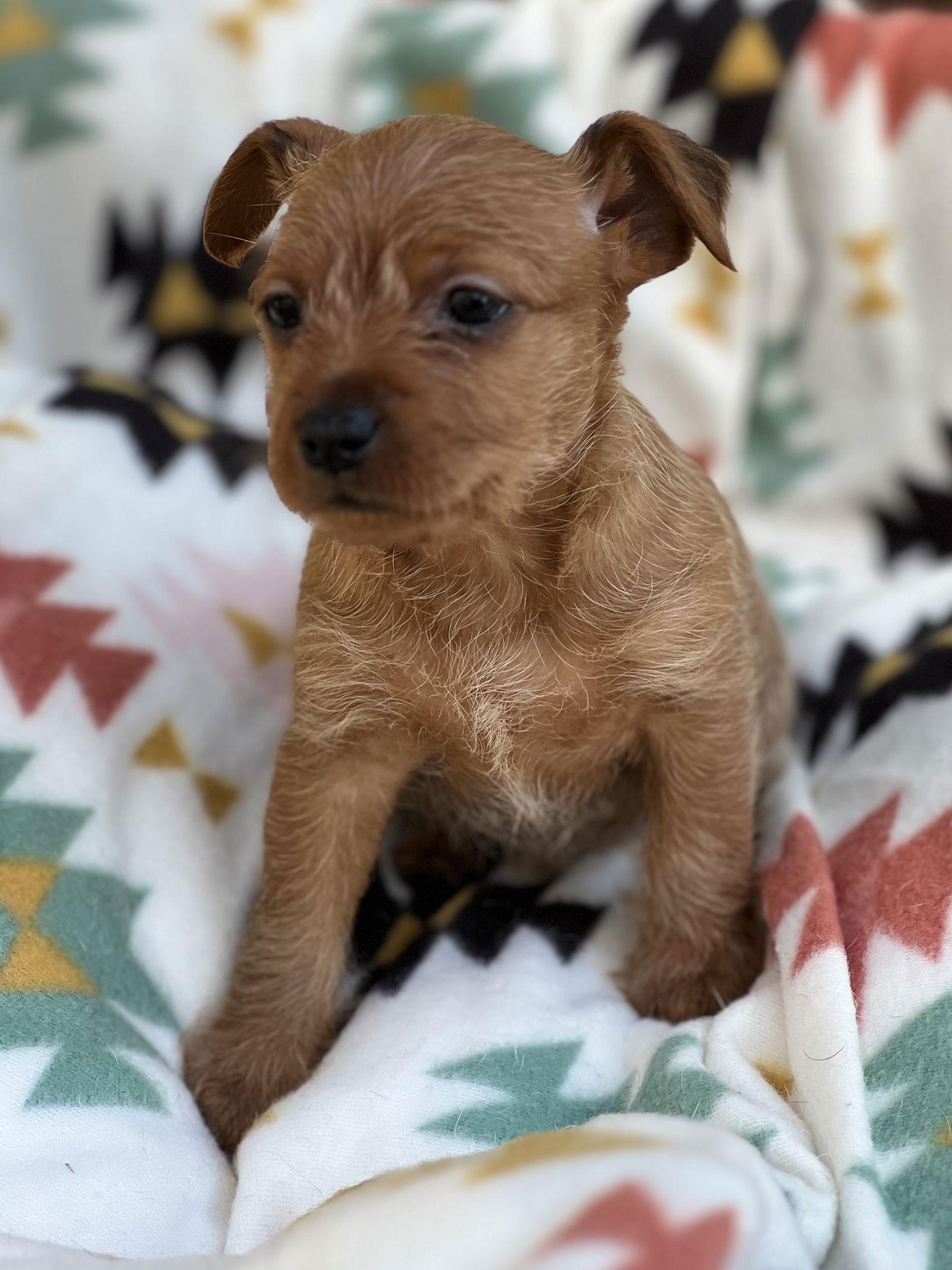Pudding, a Adopted mixed breed in Lakemont, GA image 2/3