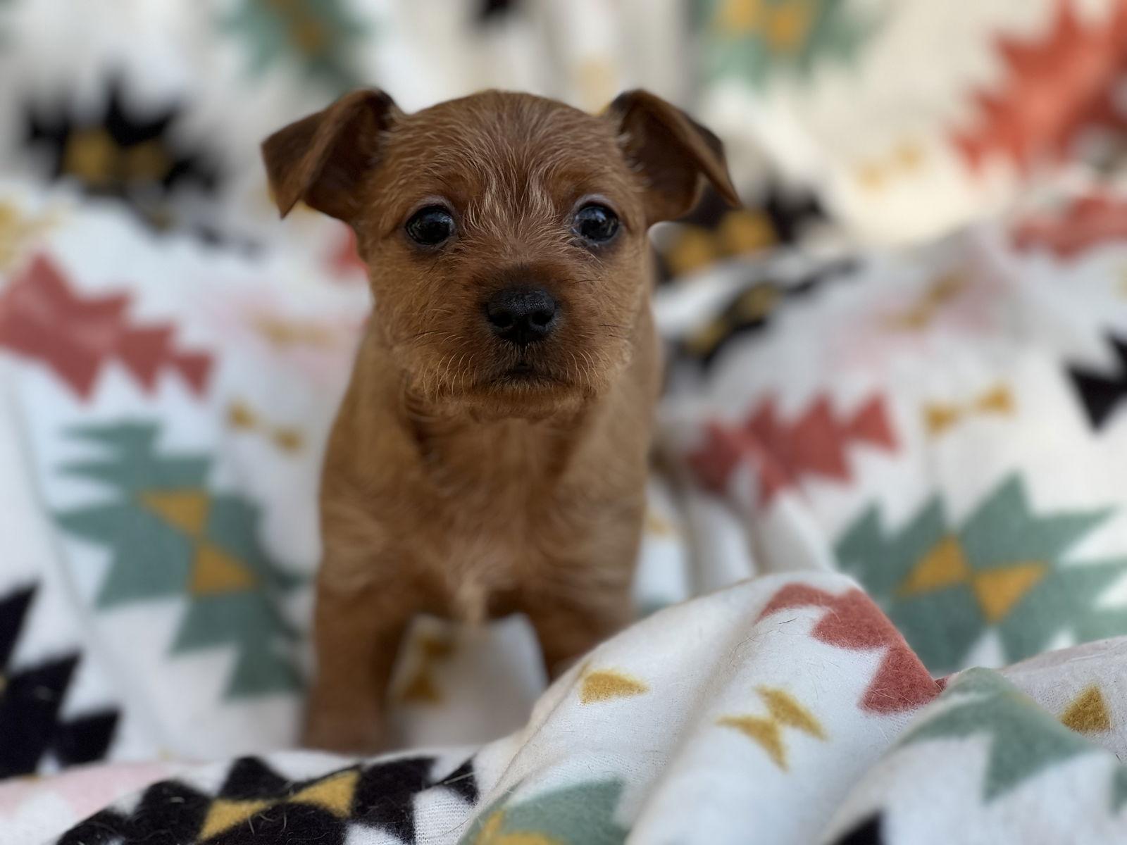 Pudding, a Adopted mixed breed in Lakemont, GA image 3/3