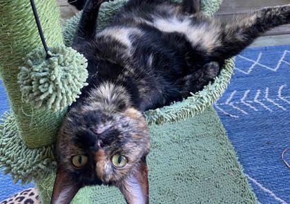 Enlarge Melon (162628) (In a foster home), an adopted Domestic Short Hair in Baton Rouge, LA image 3/6